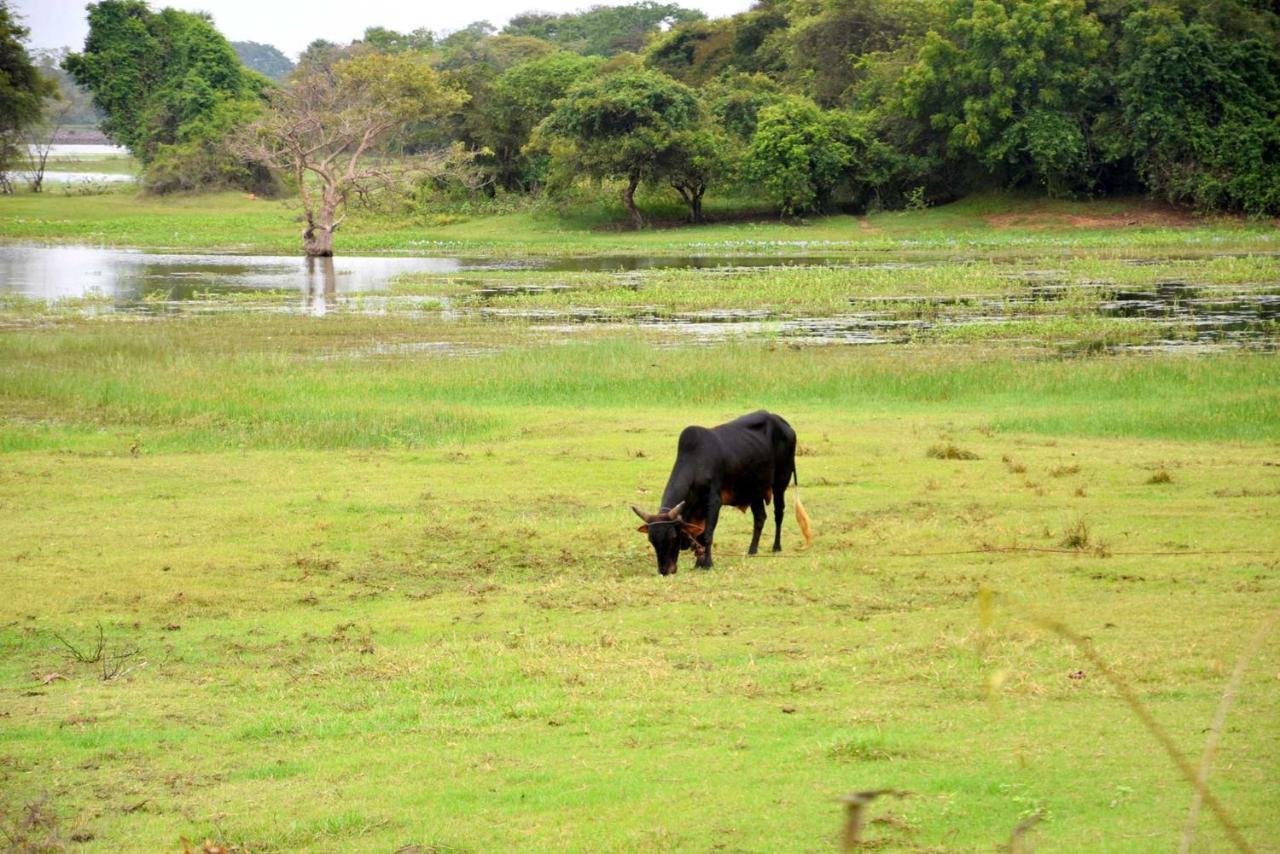 Dula Lake Resort Anuradhapura Exteriör bild